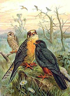 Вечерна ветрушка (Falco vespertinus)